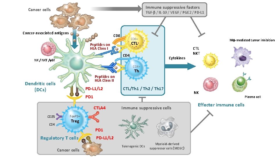 Immune suppressive factors Cancer cells TGF-β / IL-10 / VEGF / PGE 2 /