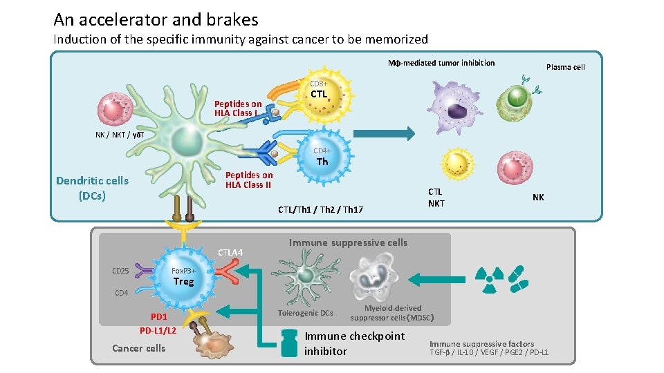An accelerator and brakes Induction of the specific immunity against cancer to be memorized