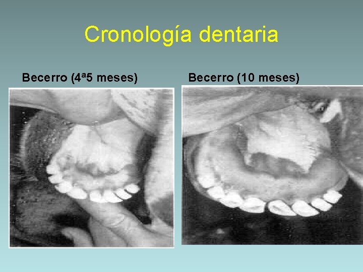 Cronología dentaria Becerro (4ª 5 meses) Becerro (10 meses) 