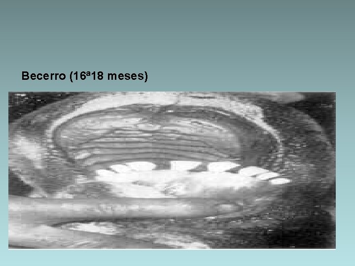 Becerro (16ª 18 meses) 