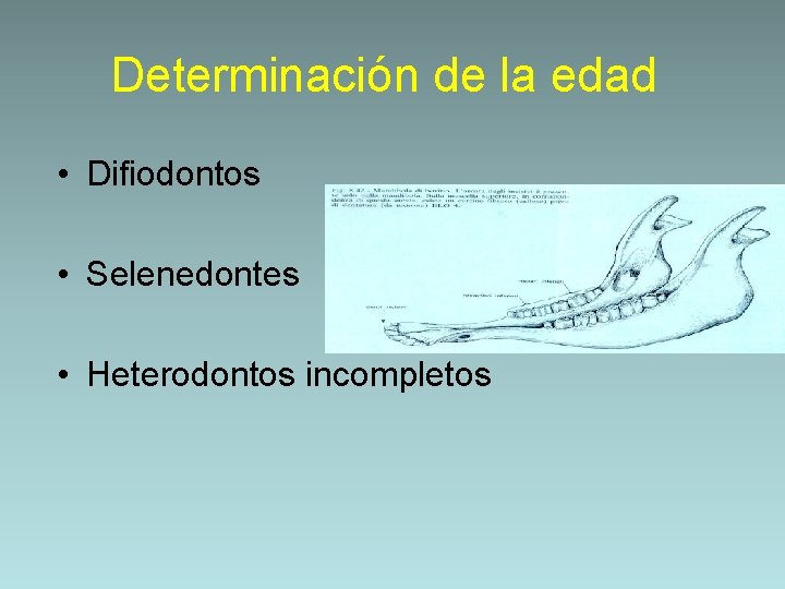 Determinación de la edad • Difiodontos • Selenedontes • Heterodontos incompletos 