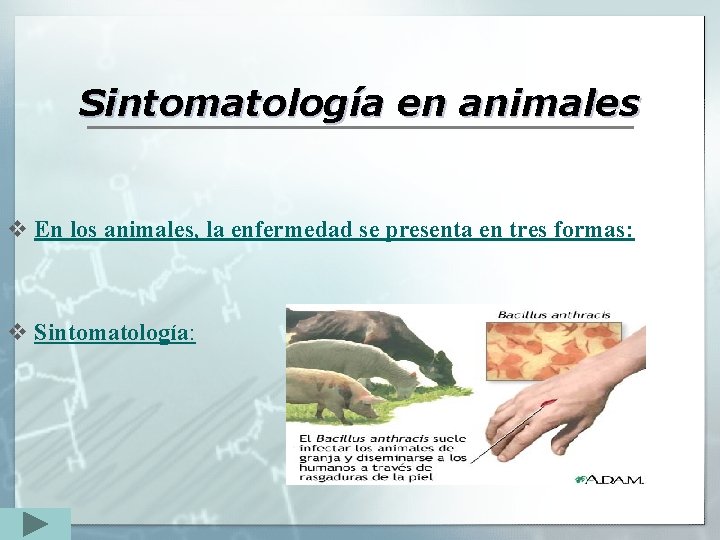 Sintomatología en animales v En los animales, la enfermedad se presenta en tres formas:
