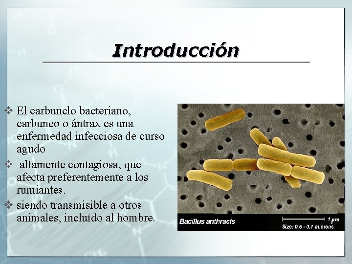 Introducción v El carbunclo bacteriano, carbunco o ántrax es una enfermedad infecciosa de curso