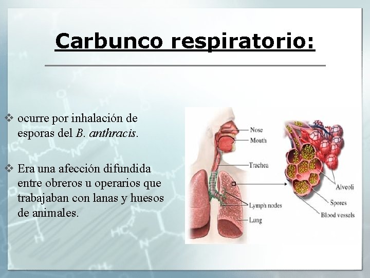 Carbunco respiratorio: v ocurre por inhalación de esporas del B. anthracis. v Era una
