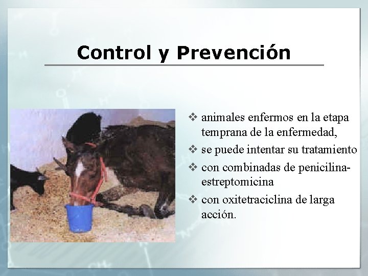 Control y Prevención v animales enfermos en la etapa temprana de la enfermedad, v