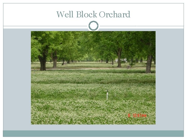 Well Block Orchard 