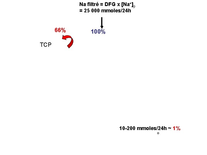 Na filtré = DFG x [Na+]p = 25 000 mmoles/24 h 66% 100% TCP