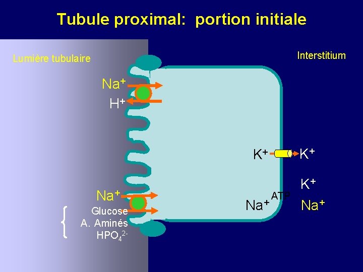 Tubule proximal: portion initiale Interstitium Lumière tubulaire Na+ H+ K+ K+ Na+ Glucose A.