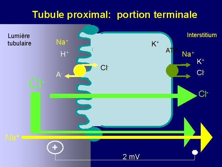 Tubule proximal: portion terminale Lumière tubulaire Interstitium Na+ K+ H+ Cl- Na+ A- Cl-