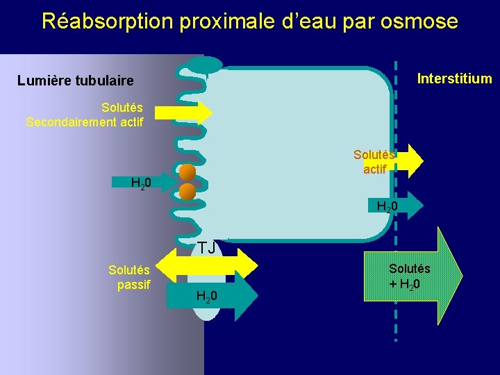 Réabsorption proximale d’eau par osmose Interstitium Lumière tubulaire Solutés Secondairement actif Solutés actif H