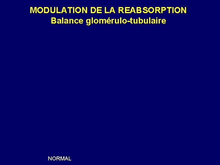 MODULATION DE LA REABSORPTION Balance glomérulo-tubulaire NORMAL 
