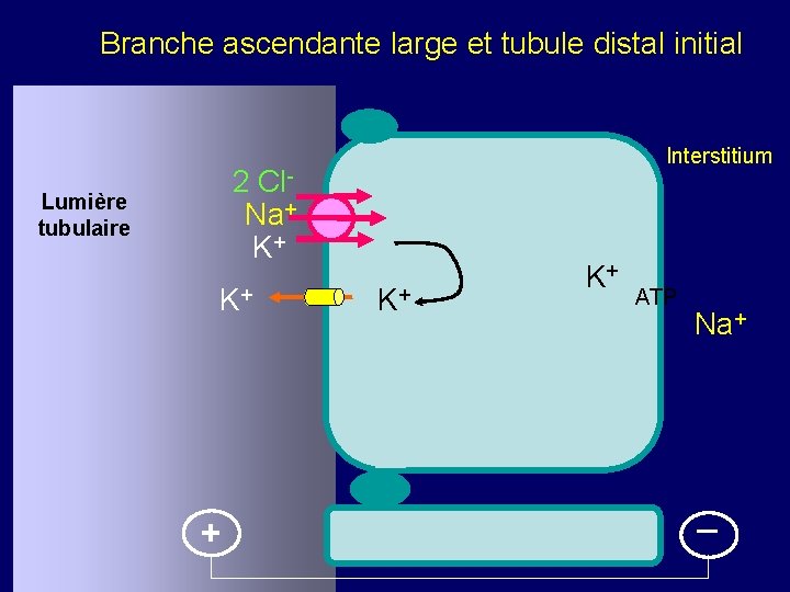Branche ascendante large et tubule distal initial Interstitium 2 Cl. Na+ K+ Lumière tubulaire