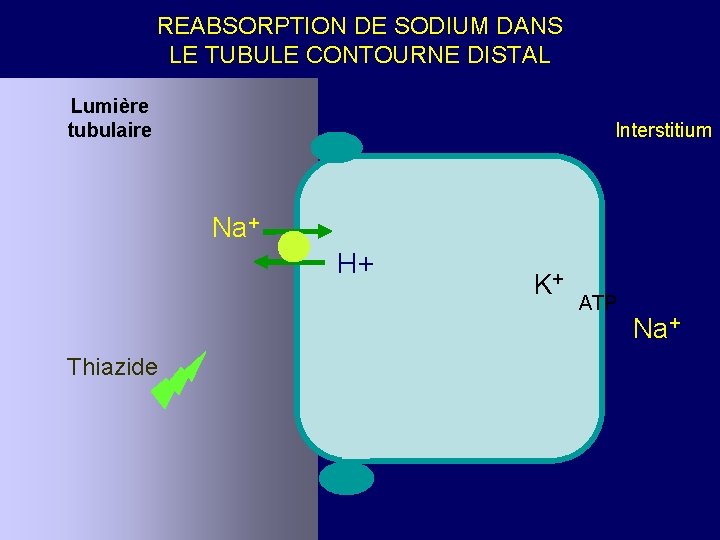 REABSORPTION DE SODIUM DANS LE TUBULE CONTOURNE DISTAL Lumière tubulaire Interstitium Na+ H+ Thiazide