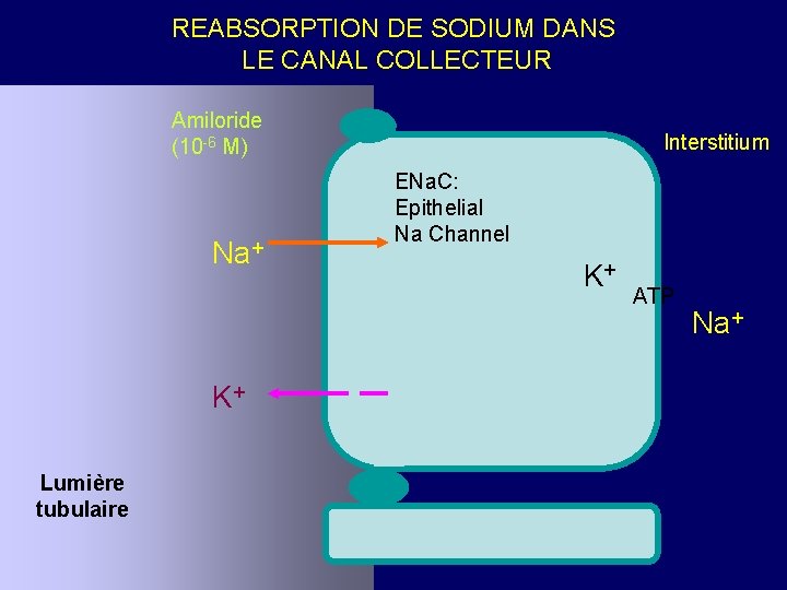 REABSORPTION DE SODIUM DANS LE CANAL COLLECTEUR Amiloride (10 -6 M) Na+ K+ Lumière