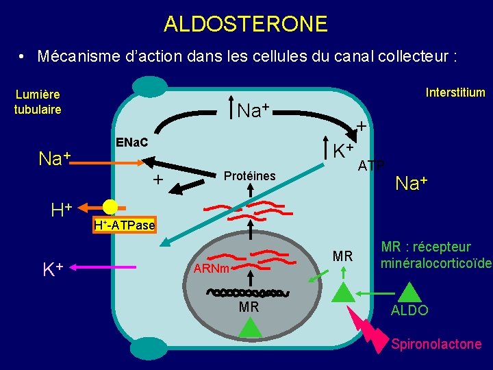 ALDOSTERONE • Mécanisme d’action dans les cellules du canal collecteur : Lumière tubulaire Na+