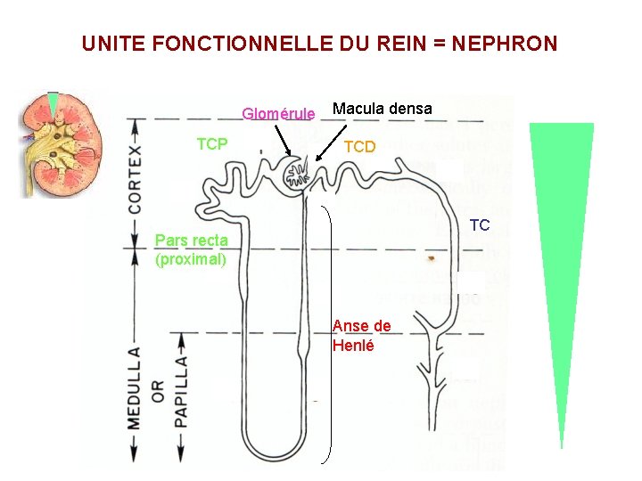 UNITE FONCTIONNELLE DU REIN = NEPHRON Glomérule TCP Macula densa TCD TC Pars recta