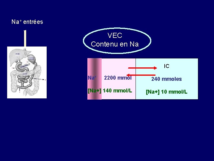 Na+ entrées VEC Contenu en Na IC EC Na+ 2200 mmol [Na+] 140 mmol/L