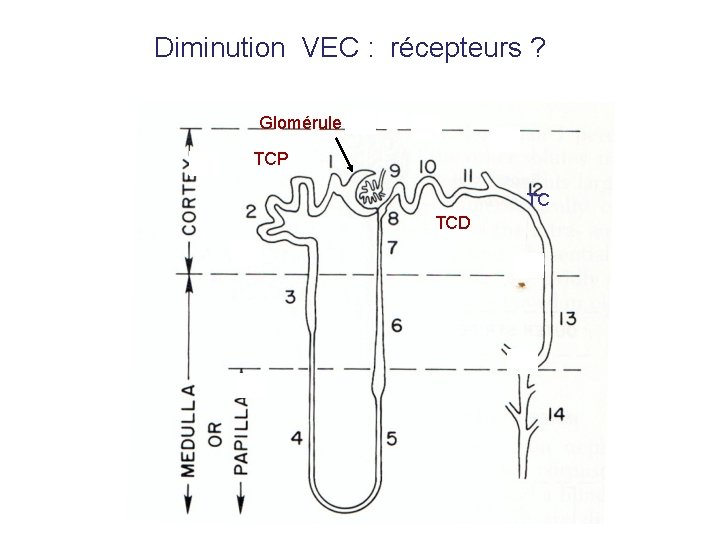 Diminution VEC : récepteurs ? Glomérule TCP TC TCD 