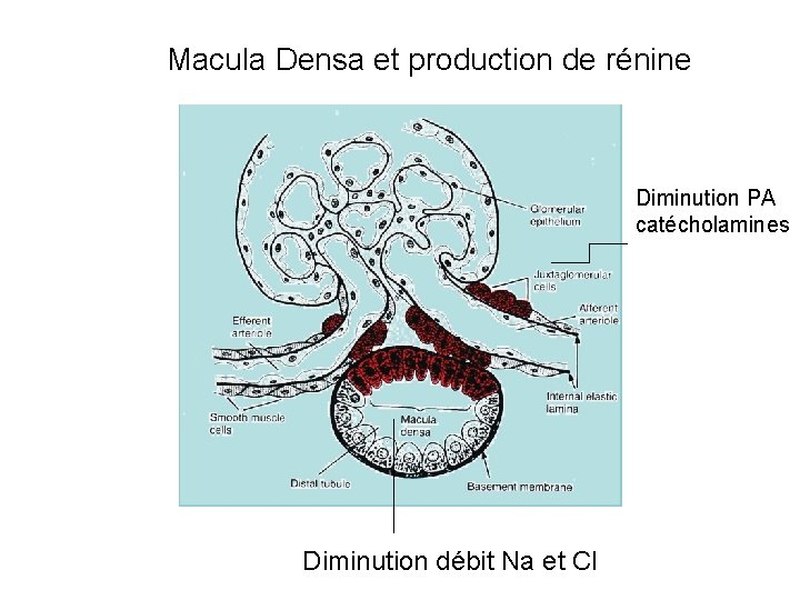 Macula Densa et production de rénine Diminution PA catécholamines Diminution débit Na et Cl