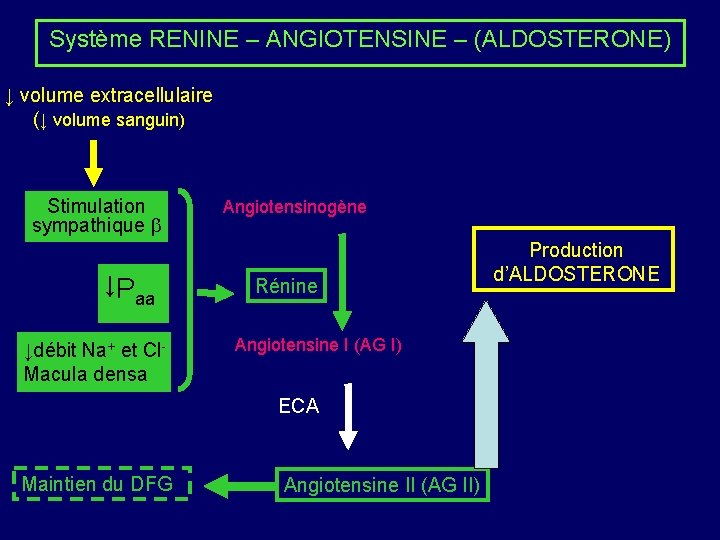 Système RENINE – ANGIOTENSINE – (ALDOSTERONE) ↓ volume extracellulaire (↓ volume sanguin) Stimulation sympathique