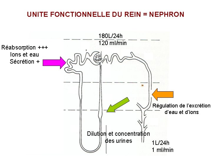 UNITE FONCTIONNELLE DU REIN = NEPHRON Réabsorption +++ Ions et eau Sécrétion + 180