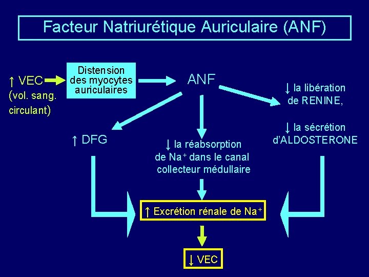 Facteur Natriurétique Auriculaire (ANF) ↑ VEC (vol. sang. circulant) Distension des myocytes auriculaires ↑