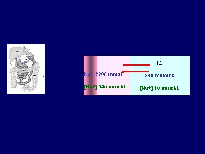 EC Na+ 2200 mmol [Na+] 140 mmol/L IC 240 mmoles [Na+] 10 mmol/L 