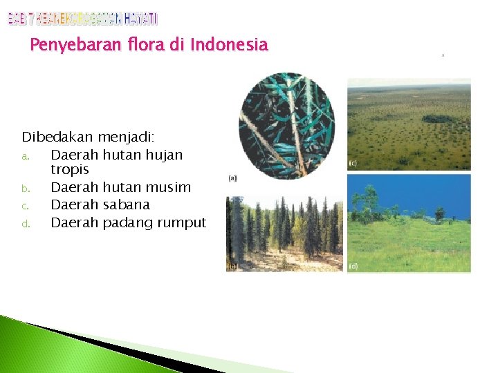 Penyebaran flora di Indonesia Dibedakan menjadi: a. Daerah hutan hujan tropis b. Daerah hutan