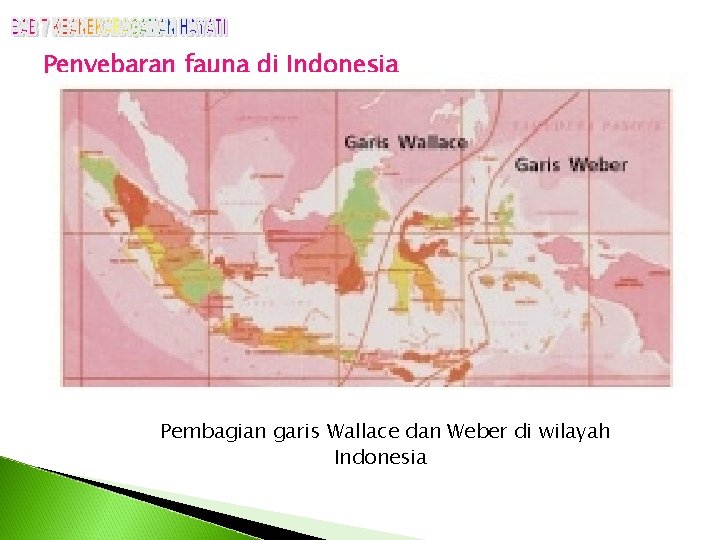 Penyebaran fauna di Indonesia Pembagian garis Wallace dan Weber di wilayah Indonesia 