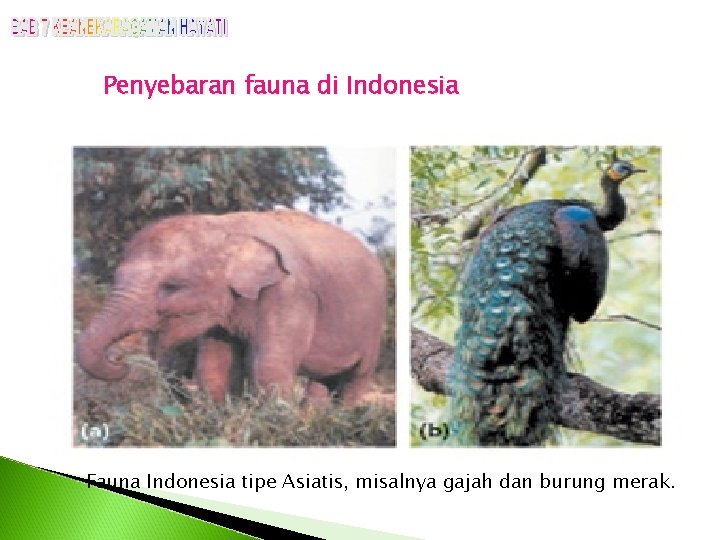 Penyebaran fauna di Indonesia Fauna Indonesia tipe Asiatis, misalnya gajah dan burung merak. 