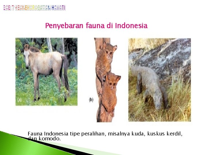 Penyebaran fauna di Indonesia Fauna Indonesia tipe peralihan, misalnya kuda, kuskus kerdil, dan komodo.