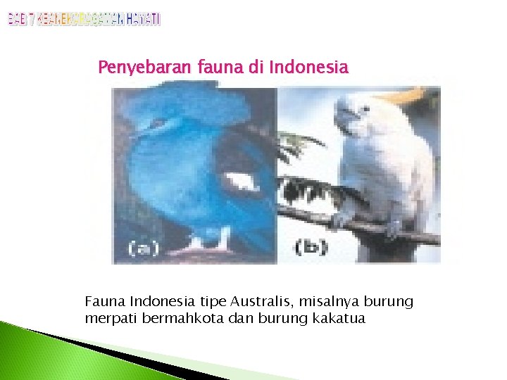 Penyebaran fauna di Indonesia Fauna Indonesia tipe Australis, misalnya burung merpati bermahkota dan burung