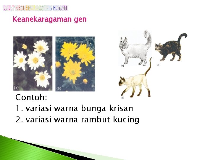 Keanekaragaman gen Contoh: 1. variasi warna bunga krisan 2. variasi warna rambut kucing 