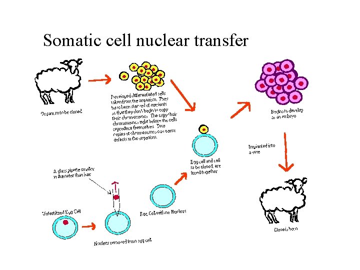 Somatic cell nuclear transfer 