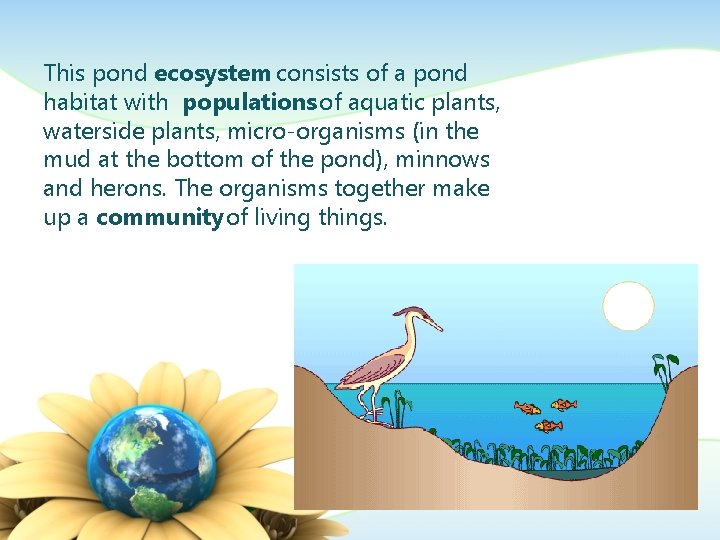 This pond ecosystem consists of a pond habitat with populations of aquatic plants, waterside