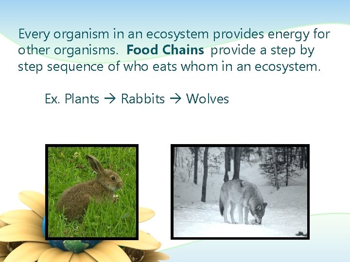 Every organism in an ecosystem provides energy for other organisms. Food Chains provide a