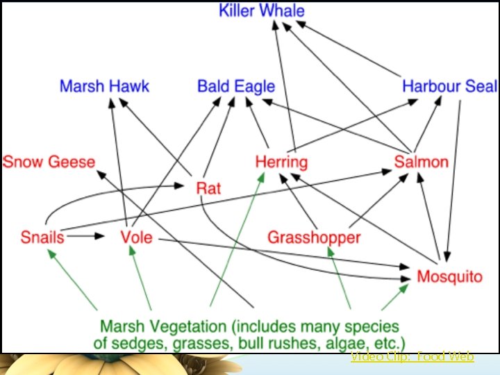Video Clip: Food Web 