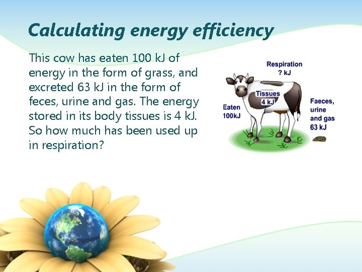 Calculating energy efficiency This cow has eaten 100 k. J of energy in the