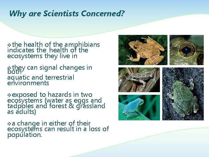 Why are Scientists Concerned? vthe health of the amphibians indicates the health of the