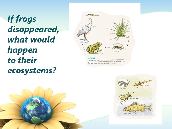 If frogs disappeared, what would happen to their ecosystems? 