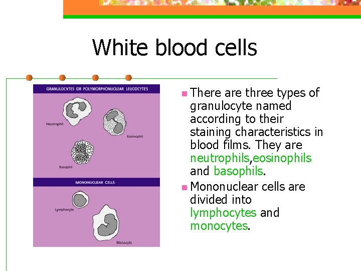 White blood cells n There are three types of granulocyte named according to their