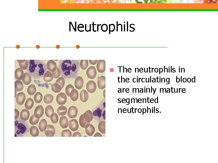 Neutrophils n The neutrophils in the circulating blood are mainly mature segmented neutrophils. 