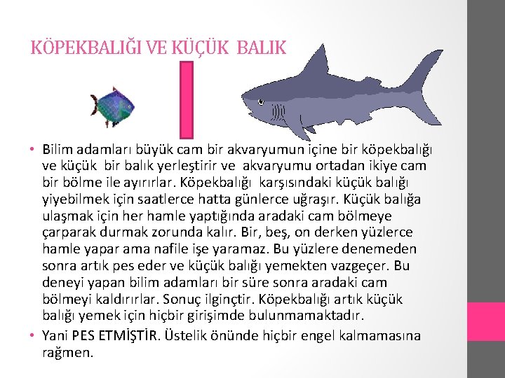 KÖPEKBALIĞI VE KÜÇÜK BALIK • Bilim adamları büyük cam bir akvaryumun içine bir köpekbalığı