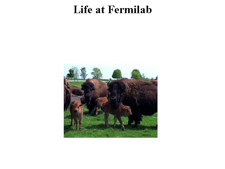 Life at Fermilab 