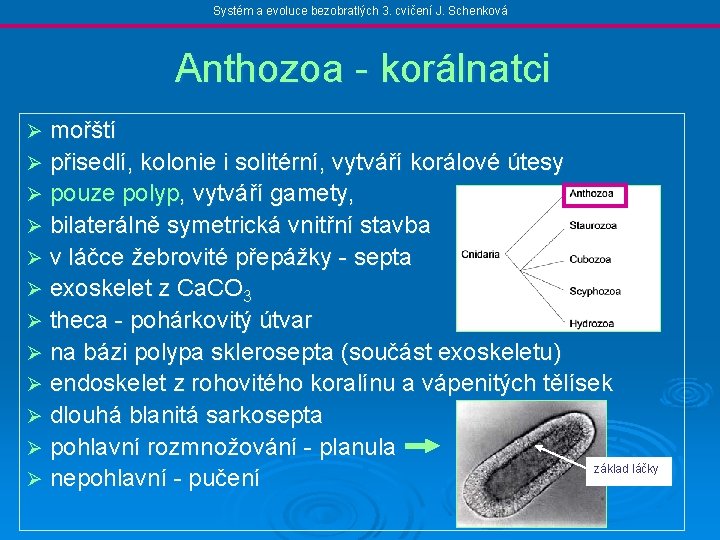 Systém a evoluce bezobratlých 3. cvičení J. Schenková Anthozoa - korálnatci mořští Ø přisedlí,