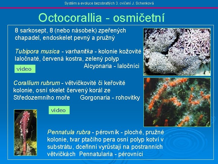 Systém a evoluce bezobratlých 3. cvičení J. Schenková Octocorallia - osmičetní 8 sarkosept, 8