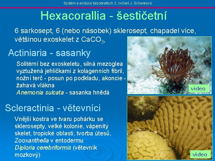 Systém a evoluce bezobratlých 3. cvičení J. Schenková Hexacorallia - šestičetní 6 sarkosept, 6