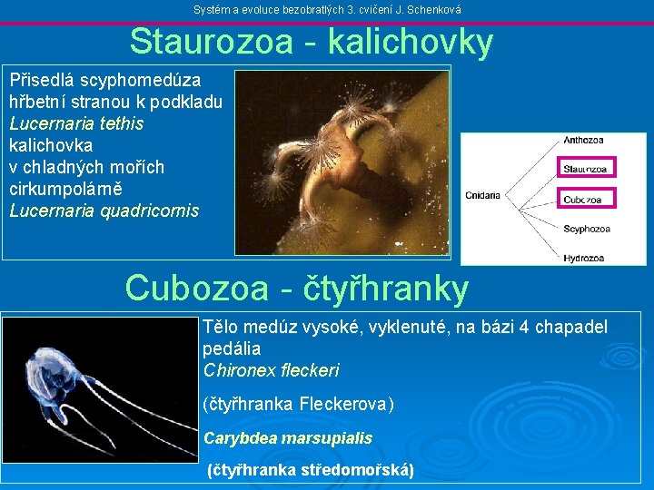 Systém a evoluce bezobratlých 3. cvičení J. Schenková Staurozoa - kalichovky Přisedlá scyphomedúza hřbetní