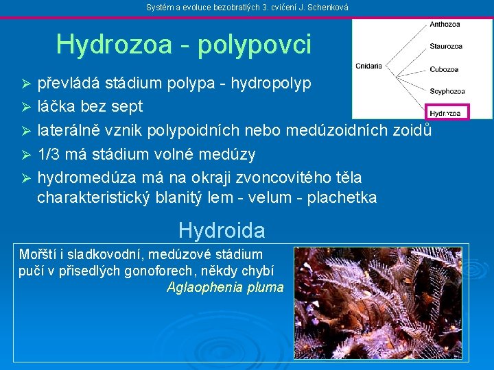 Systém a evoluce bezobratlých 3. cvičení J. Schenková Hydrozoa - polypovci převládá stádium polypa