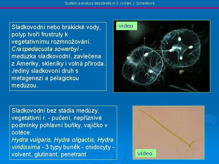 Systém a evoluce bezobratlých 3. cvičení J. Schenková Sladkovodní nebo brakické vody, polyp tvoří